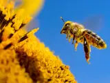 Honeybee approaching a flower