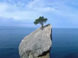 Tree growing on an island