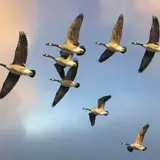 Geese flying